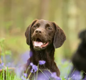 Are Bluebells Poisonous to Dogs