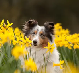 Are Daffodils Poisonous to Dogs The Signs to Look Out For