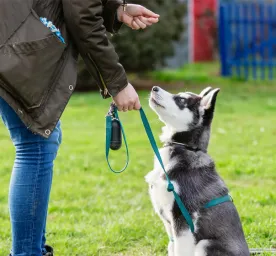 Basic Dog Training Commands