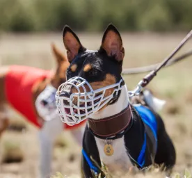 Benefits of Dog Muzzles and Muzzle Training