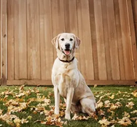 Blood in Dog Urine