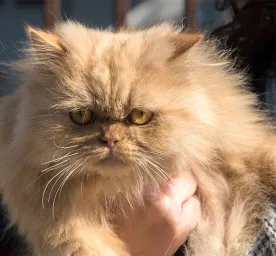 Breathing Problems in Flat-faced Cat Breeds