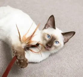 Bringing a Kitten Home