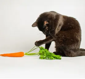 Can Cats Eat Carrots