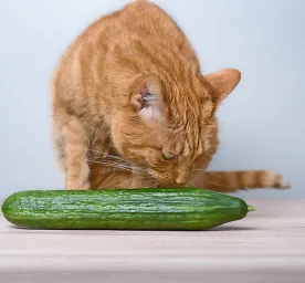 Can Cats Eat Cucumber