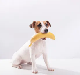 Can Dogs Eat Bananas
