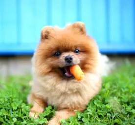 Can Dogs Eat Carrots?
