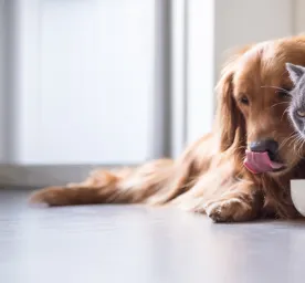 Can Dogs Eat Cat Food?