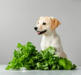 Can Dogs Eat Celery?