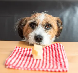 Can Dogs Eat Cheese