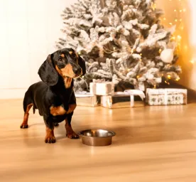 Can Dogs Eat Christmas Dinner