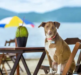 Can Dogs Eat Coconut?