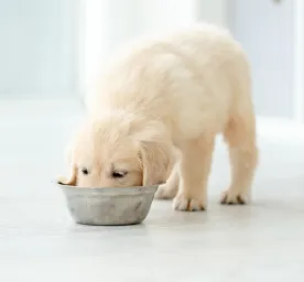 Can Dogs Eat Edamame? 