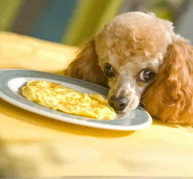 Can Dogs Eat Eggs?