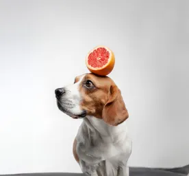 Can Dogs Eat Grapefruit?
