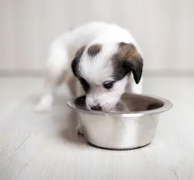 Can Dogs Eat Green Beans?
