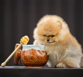 Can Dogs Eat Honey?