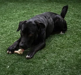 Can Dogs Eat Lamb Bones?