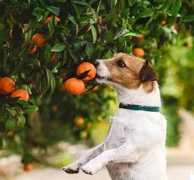 Can Dogs Eat Mandarins?