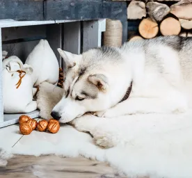 Can Dogs Eat Nuts?