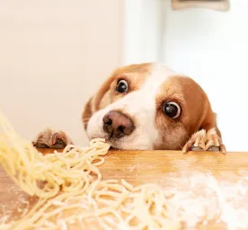 Can Dogs Eat Pasta, Spaghetti or Noodles?