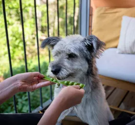 Can Dogs Eat Peas?