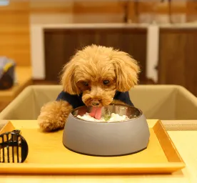 Can Dogs Eat Rice?