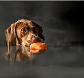 Can Dogs Eat Salmon? Find Out If It’s Safe