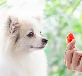 Can Dogs Eat Tomatoes?