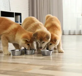 Can dogs eat courgette