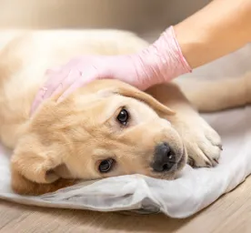 Canine Parvovirus: What Is Parvo & Can Humans Get It