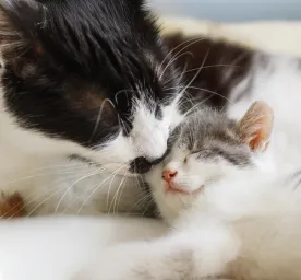 Caring For a Newborn Kitten