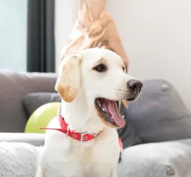 Caring for Puppy, Adult and Senior Dogs Teeth