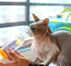 Cat Asthma: What It Is, Symptoms & Treatment