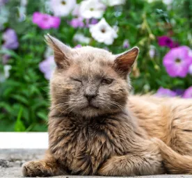 Cat Conjunctivitis Symptoms and Treatment