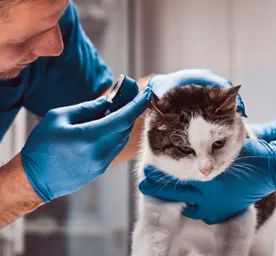 Cat Ear Infections and Common Ear Problems