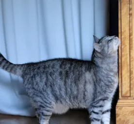 Cat Heat Cycle
