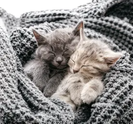 Cat Labour and Giving Birth