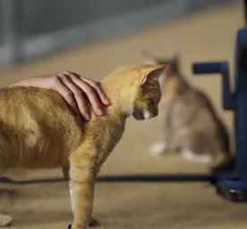 Cat Miscarriage: Causes, Symptoms, and Treatment
