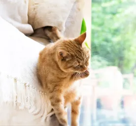 Cat Overgrooming Causes and Treatment