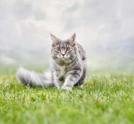 Cat Proofing Your Garden