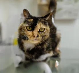 Cat Skin Cancers