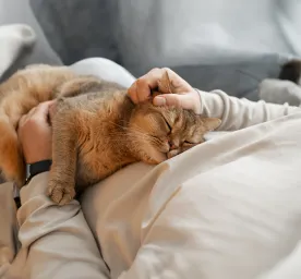 Cat Stroke: Symptoms and Treatment