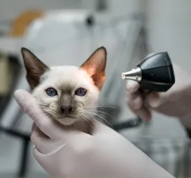Cat mites: everything you need to know