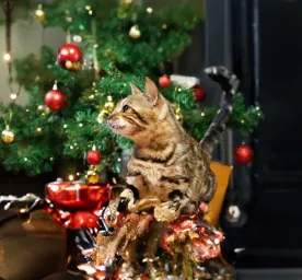 Christmas Safety for Cats
