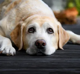 Common Health Problems in Labradors
