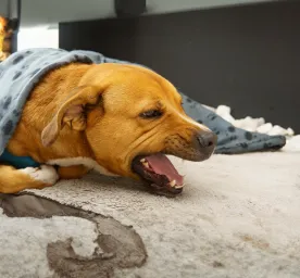 Coughing in Dogs
