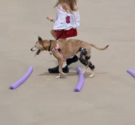 Cruciate Ligament in Dogs