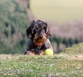 Curly-haired dog breeds you can’t help but love instantly