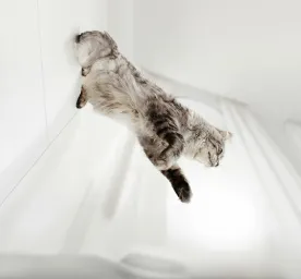 Do Cats Always Land on Their Feet?